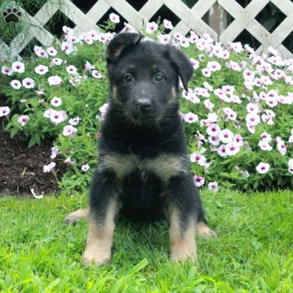 Tasha, German Shepherd Puppy