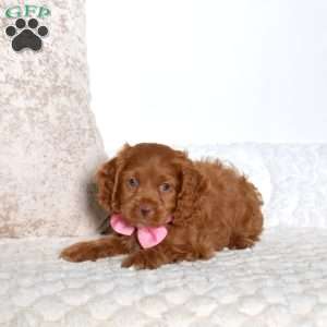 Tasha, Cockapoo Puppy
