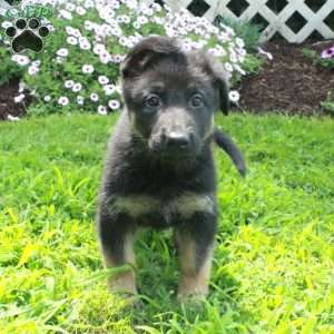 Tasha, German Shepherd Puppy