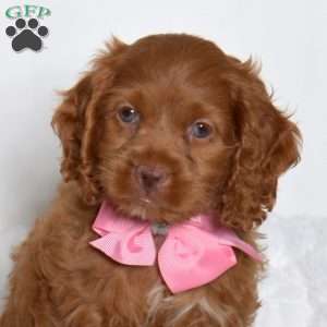 Tasha, Cockapoo Puppy