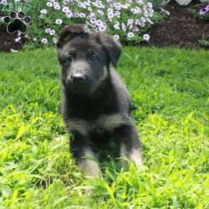 Tasha, German Shepherd Puppy
