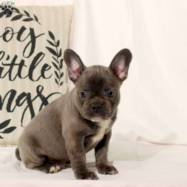 Tate, Frenchton Puppy