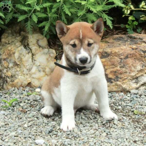 Tate, Shiba Inu Puppy