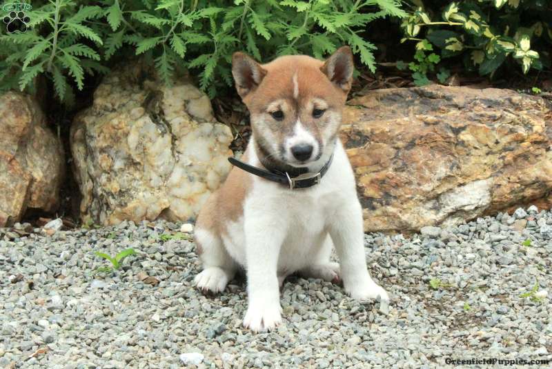 Tate (Shiba Inu, Male) in Peach Bottom, PA