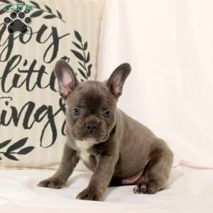 Tate, Frenchton Puppy