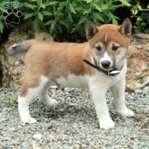 Tate, Shiba Inu Puppy