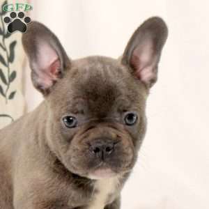 Tate, Frenchton Puppy