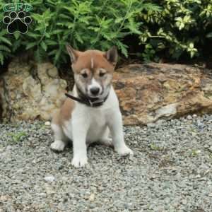 Tate, Shiba Inu Puppy