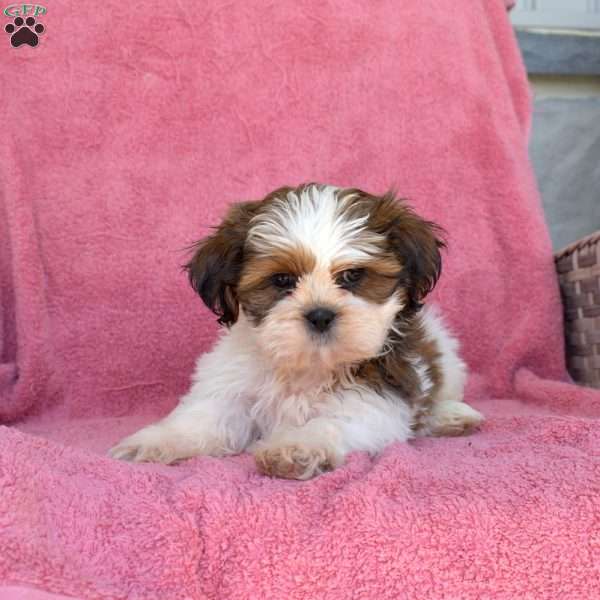 Tater, Shih Tzu Puppy