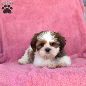Tater, Shih Tzu Puppy