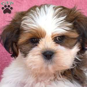 Tater, Shih Tzu Puppy