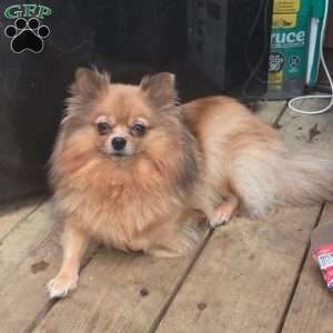 Chipmunk, Pomeranian Puppy