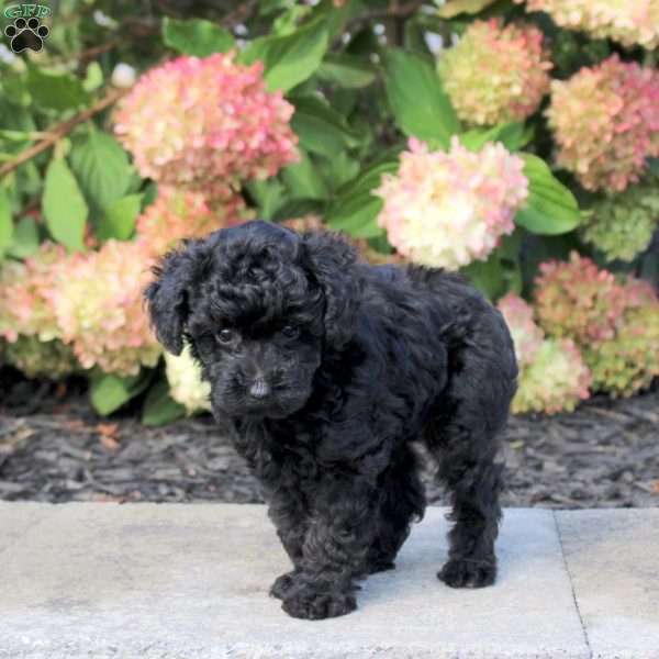 Taylor, Yorkie Poo Puppy