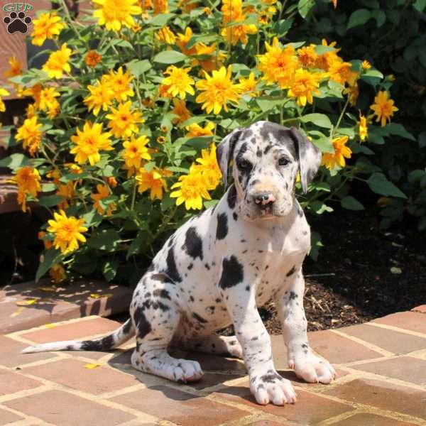 Taylor, Great Dane Puppy