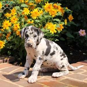 Taylor, Great Dane Puppy