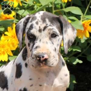 Taylor, Great Dane Puppy