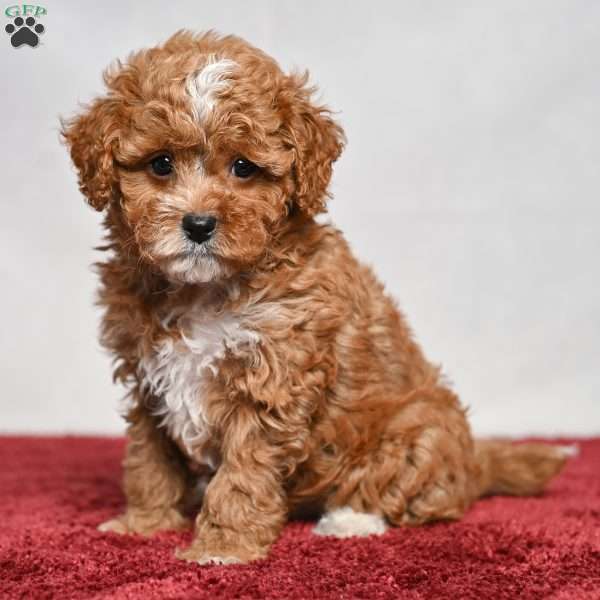 Taylor, Cavapoo Puppy