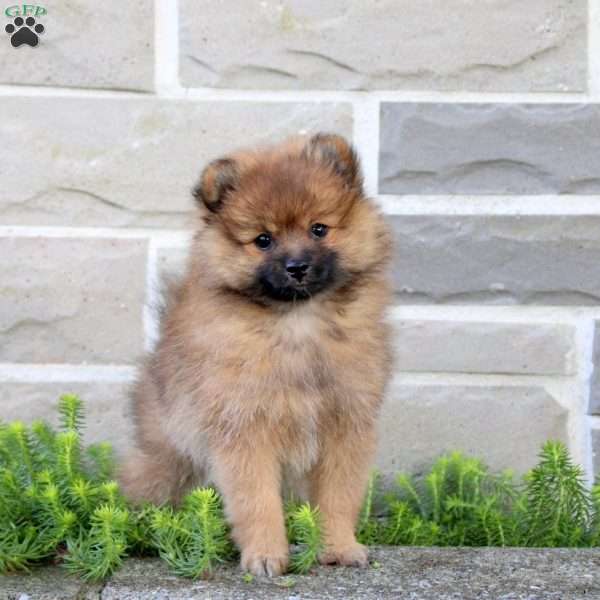 Tea Party, Pomeranian Puppy