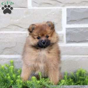 Tea Party, Pomeranian Puppy