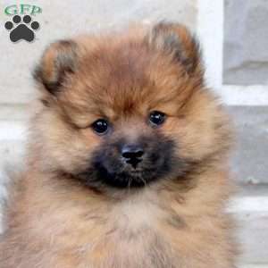 Tea Party, Pomeranian Puppy