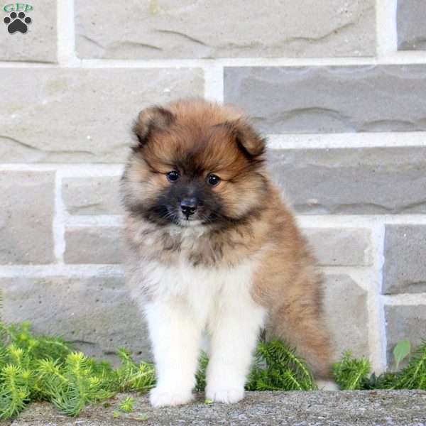 Teacup, Pomeranian Puppy