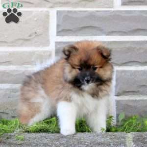 Teacup, Pomeranian Puppy