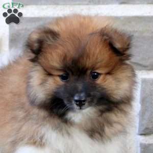 Teacup, Pomeranian Puppy