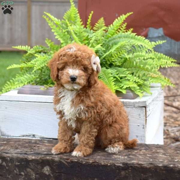 Teddy Bear, Forever Puppy
