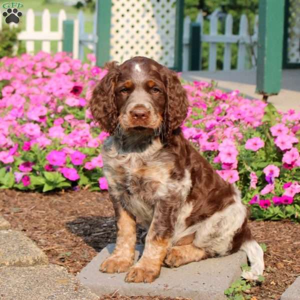Teddy, English Springer Spaniel Puppy