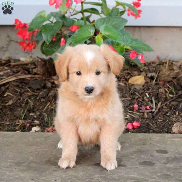 Teddy, Australian Shepherd Mix Puppy