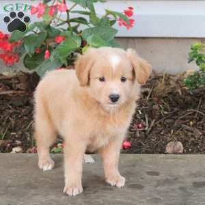 Teddy, Australian Shepherd Mix Puppy