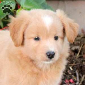 Teddy, Australian Shepherd Mix Puppy