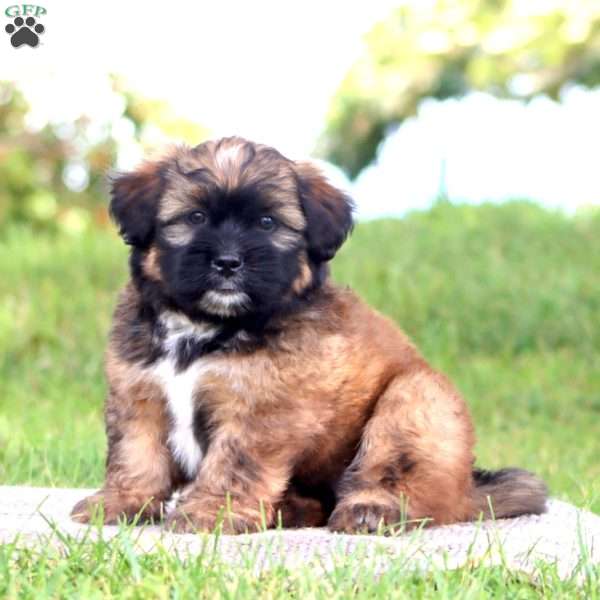 Teddy, Shih Tzu Mix Puppy