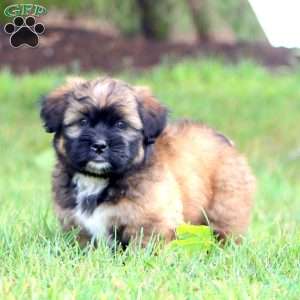 Teddy, Shih Tzu Mix Puppy