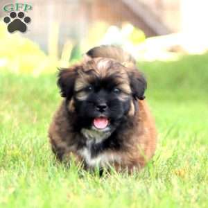 Teddy, Shih Tzu Mix Puppy