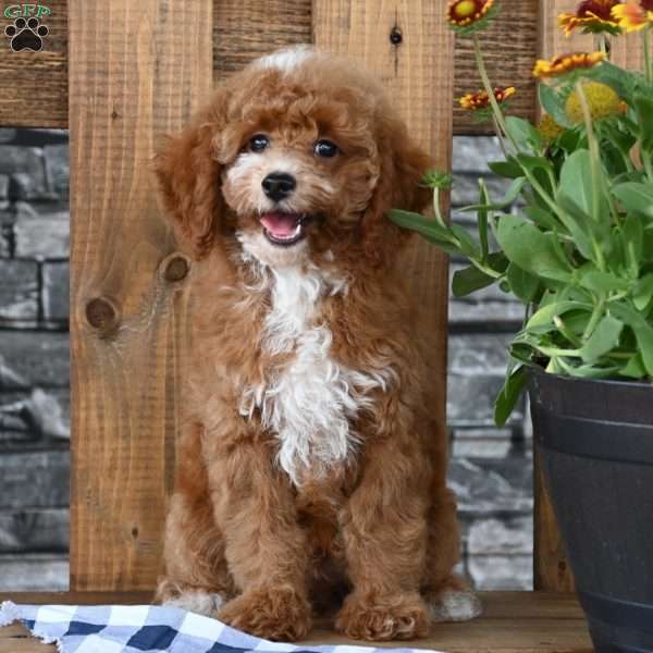 Teddy, Toy Poodle Puppy