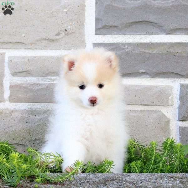 Teepee, Pomeranian Puppy