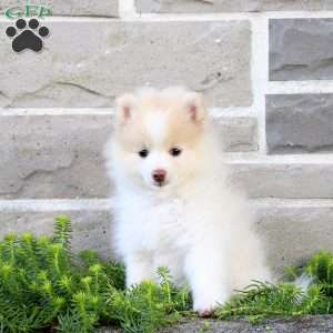 Teepee, Pomeranian Puppy