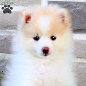 Teepee, Pomeranian Puppy