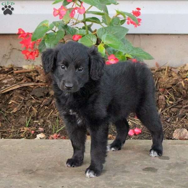 Teresa, Australian Shepherd Mix Puppy