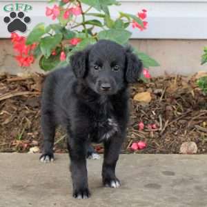 Teresa, Australian Shepherd Mix Puppy