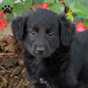 Teresa, Australian Shepherd Mix Puppy
