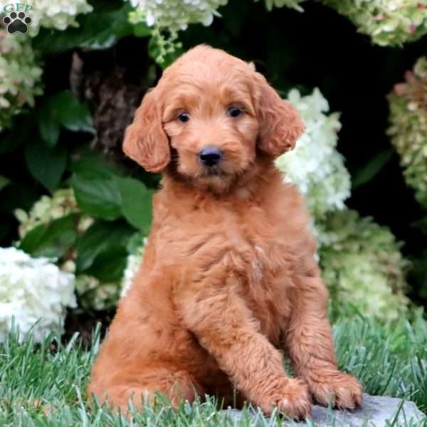 Teresa, Goldendoodle Puppy