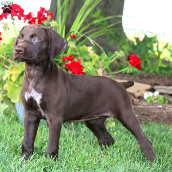 Teresa, German Shorthaired Pointer Puppy