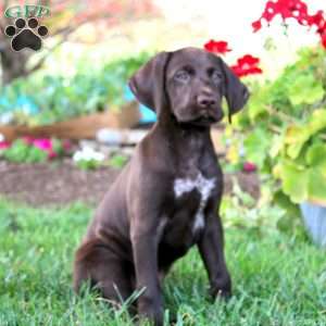 Teresa, German Shorthaired Pointer Puppy