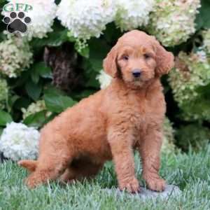 Teresa, Goldendoodle Puppy