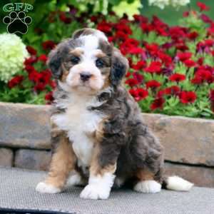 Teresa, Mini Bernedoodle Puppy
