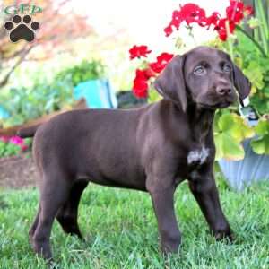 Teresa, German Shorthaired Pointer Puppy