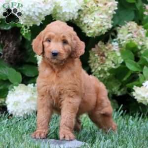 Teresa, Goldendoodle Puppy