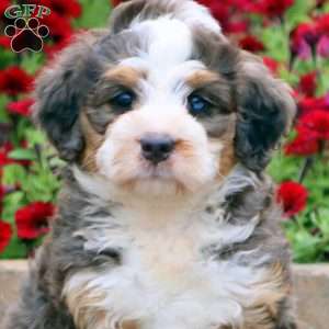 Teresa, Mini Bernedoodle Puppy